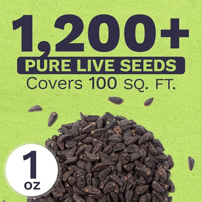 Morning Glory Seeds Heavenly Blue - Large 1 Ounce Packet - Over 1,000 Flower Seeds