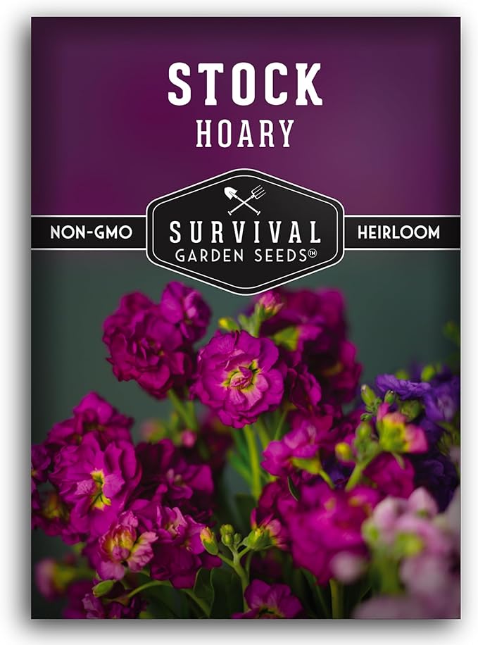 Hoary Stock Seed for Planting - 1 Packet with Instructions to Plant and Grow Vintage Harmony Stock (Matthiola incana) in Your Home Flower Garden - Non-GMO Heirloom Variety - Survival Garden Seeds