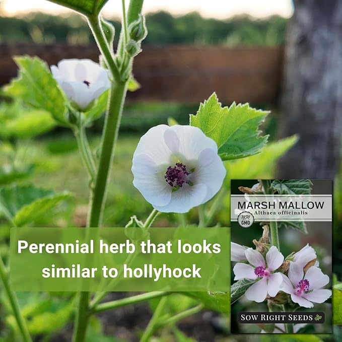 Sow Right Seeds - Marsh Mallow Seeds for Planting - Heirloom Non-GMO Variety - Ideal for Indoor or Outdoor Herbal Gardens - Grow Your Own Culinary and Medicinal Marshmallow Root Herbs (4)