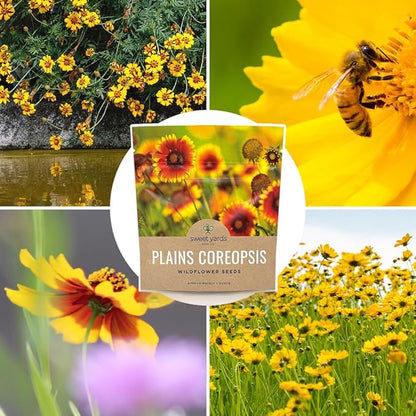 Plains Coreopsis Seeds – Native Flowers – Extra Large Packet – Over 100,000 Open Pollinated Non-GMO Wildflower Seeds – Coreopsis tinctorial