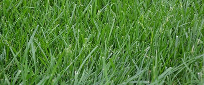Kentucky 31 K31 Tall Fescue Grass Seed by Eretz - Choose Size! State Certified, No fillers, No Weed or Other Crop Seeds (25lbs)