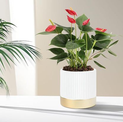 Set of 3 Cement Planter Pots with Drainage Hole,4 inch Plant Pots for Plants Indoor Houseplants,Succulent Pots Windowsil Planter (White&Gold)