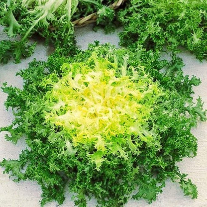 Seeds Endive Lettuce Yellow Heart Curly Frisee 50 Days for Salad Non GMO Vegetable for Planting 700 Seeds