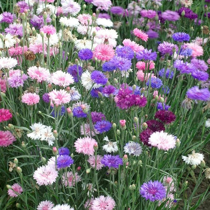 Outsidepride Polka Dot Mix Cornflower Seeds for Planting - 2000 Pcs. Annual Bachelor's Button Flower Seeds for Cut Flower Gardens, Drought-Tolerant, Attracts Pollinators, Ideal for Borders & Bouquets