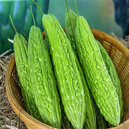 Long Bitter Melon Seeds 30pcs - Bitter Gourd Heirloom Non-GMO Bittermelon Seeds with Easy to Follow AKA. Bitter Gourd, Bitter Squash, Balsam Pear, Kyushu, Karela, Goya
