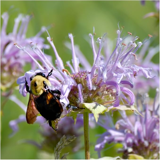 Seed Needs Bee Balm Seeds for Planting a Collection of Monarda Flowers - Heirloom & Open Pollinated Flower Seed to Plant an Outdoor Butterfly Garden (Includes Wild Bergamot, Horsemint & Lemon Mint)