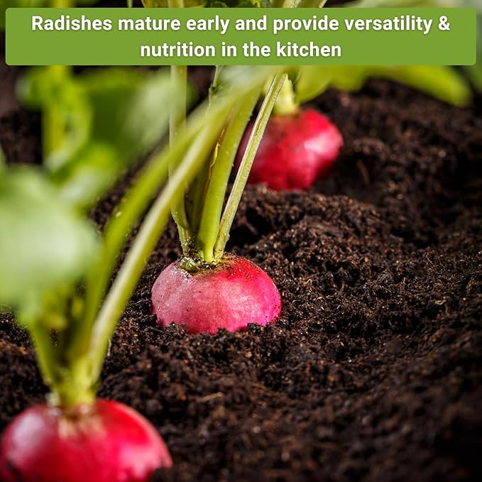 Sow Right Seeds - Radish Seed Collection for Planting - Champion, Watermelon, French Breakfast, Easter Egg Mix, and Minowase Daikon Varieties, Non-GMO Heirloom Seed to Plant Home Vegetable Garden