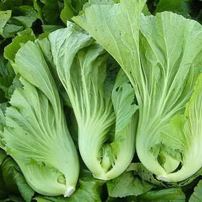 100 Pcs Seeds Heirloom | Non-GMO | Chinese Asian Vegetable Seeds Fresh Garden Seeds, Seeds, Gardeners Choice!