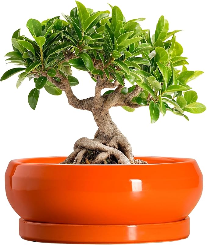 Bonsai Pots 8 Inch - Ceramic Succulent Planter with Drainage Hole and Saucer, Shallow Plant Pot Indoor Outdoor, Round Bowl Planter, Bonsai Tree Pots, Table Decor, Plant Lover Gift, Orange