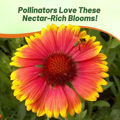 Outsidepride Gaillardia Aristata Red Blanket Flower Seeds for Planting - 1/4 lb Perennial Wildflower Seeds, Drought-Tolerant for Xeriscaping, Borders, Pollinator Gardens, or Wildflower Mixes