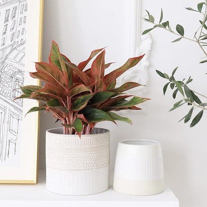 LA JOLIE MUSE Flower Pots Indoor Plant Pot Set of 2, Unique Small Ceramic Plants Planter, 6.4+ 5.1 Inch Planters, Beige