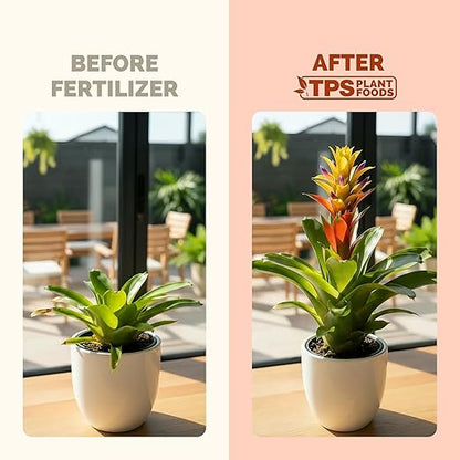 Bromeliad Fertilizer – Liquid Plant Food for Bromeliad Plants, 8 oz