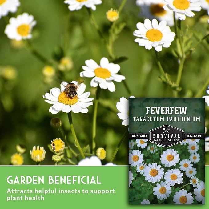 Feverfew Seeds for Planting - Perennial Daisy-Like Flower Herb, Pollinator Friendly Garden, Easy to Grow Traditional Herb - Heirloom Non-GMO Open Pollinated - Survival Garden Seeds (5 Pack)