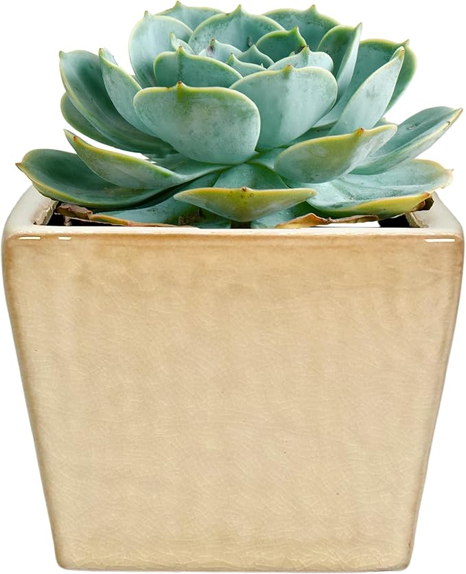 Admired by Nature 5" Ceramic Flower Planter Pot - for Home Decor, Indoor Gardens, Succulents, Organization, Display, Storage - Medium White
