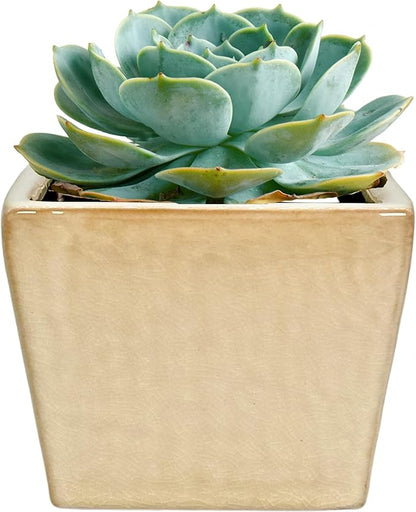 Admired by Nature 5" Ceramic Flower Planter Pot - for Home Decor, Indoor Gardens, Succulents, Organization, Display, Storage - Medium White
