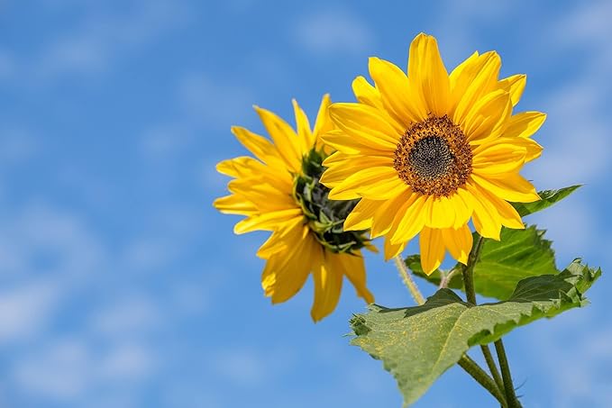 Flower Seed Set - Flower Varieties of Non-GMO & Heirloom Premium Seeds for Planting - Sunflower, Marigold, Lavender, and More! (25, Set 1)