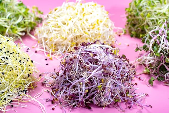 Food to Live Organic Spicy Mix of Sprouting Seeds, 12 Ounces — Non-GMO Broccoli, Radish, Alfalfa, Raw, Rich Germination Rate, Non-Irradiated, Pure, Kosher, Vegan Superfood, Bulk, Rich in Sulforaphane