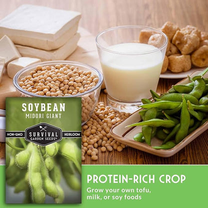 Midori Giant Soybean Seeds for Planting - Grow Protein-Rich Edamame Pods in Your Home Vegetable Garden - Non-GMO Heirloom Soy Bean - Survival Garden Seeds (1 Pack)