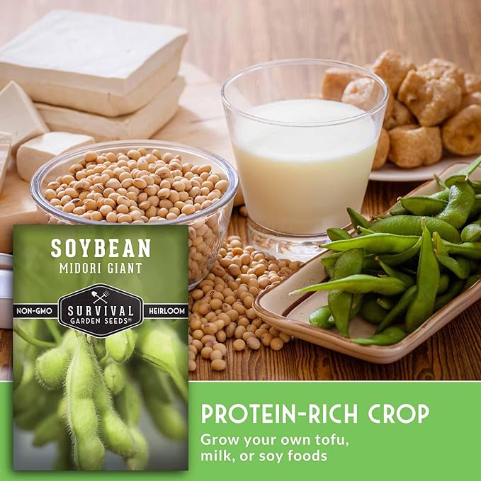 Midori Giant Soybean Seeds for Planting - Grow Protein-Rich Edamame Pods in Your Home Vegetable Garden - Non-GMO Heirloom Soy Bean - Survival Garden Seeds (5 Packs)