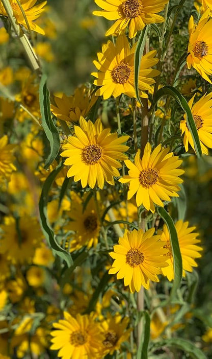 TomorrowSeeds - Maximilian Sunflower Seeds - 1000+ Count - for 2026 Planting Prairie Sunflower Perennial Wildflower Drought Tolerant Deer Resistant Tall Yellow Flower Grow Your Own Home Farm Patio