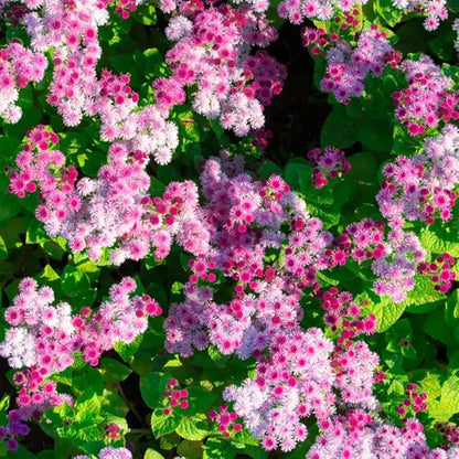 100+ Ball Pink Ageratum Seeds Flower Seeds Garden Planting