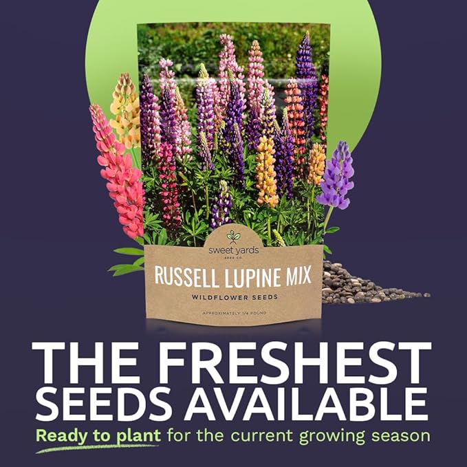 Russell Lupine Seeds – Bulk Quarter Pound Bag – Over 5,000 Open Pollinated Non-GMO Perennial Wildflower Seeds – Lupinus polyphyllus