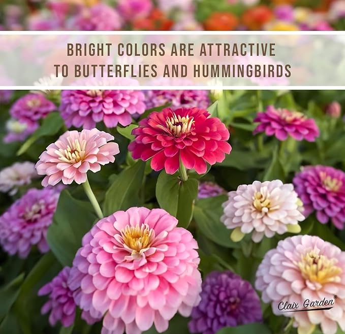 Zinnia Seeds - California Giants Mix - 1000 Seeds - Mixed Colors and Large Blooms, Heirloom Non-GMO USA Grown, Excellent for Pollinators, Annual - Vibrant Flowers for Any Home Garden
