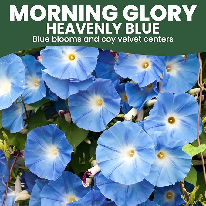 Morning Glory Heavenly Blue – 750 Seeds for Planting – 2026 Season – 1 Ounce Pouch