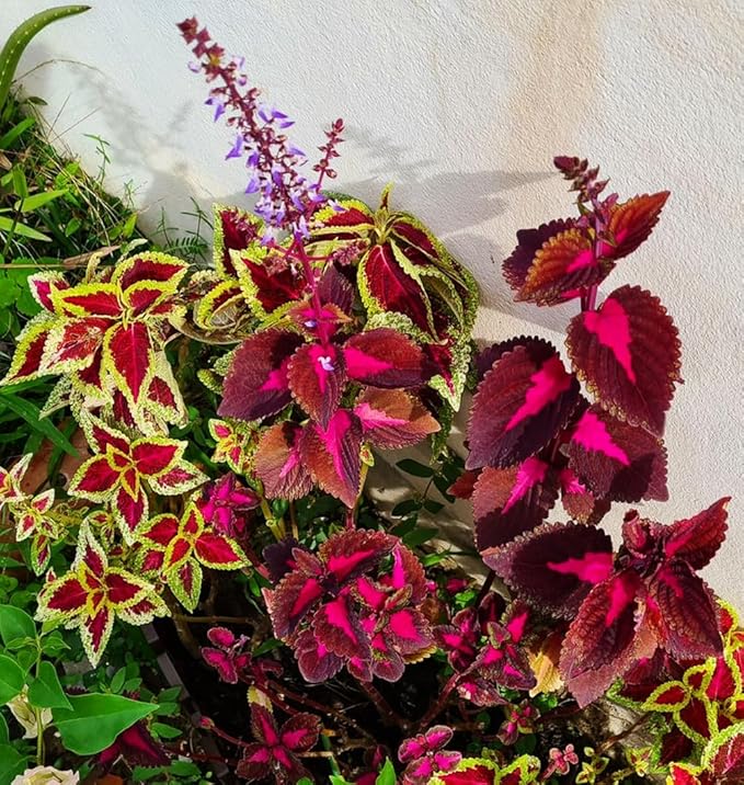 100 pcs Coleus Rainbow Mix Seeds for Planting - Beautiful Flowers - Indoors or Outdoors - Non-GMO Heirloom Seeds