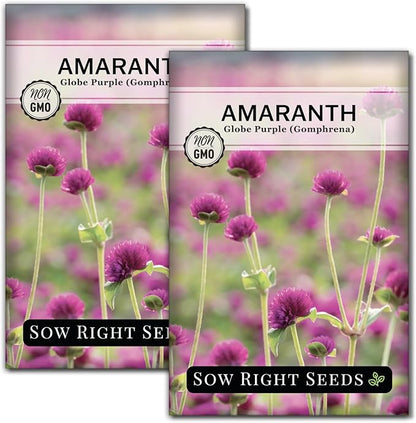 Sow Right Seeds - Purple Globe Amaranth Seeds for Planting - Non-GMO Heirloom Packet with Instructions to Plant & Grow an Outdoor Home Flower Garden - Gomphrena Pompom Flowers - Use Dried for Tea (2)