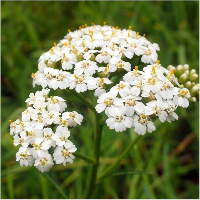 Seed Needs Texas Oklahoma Region Wildflower Seeds | 2 Ounce 30,000+ Seeds 22 Annual Perennial Species Open Pollinated | Bulk Mixed Flowering Seed Mixed Color Blooms Regional Variety