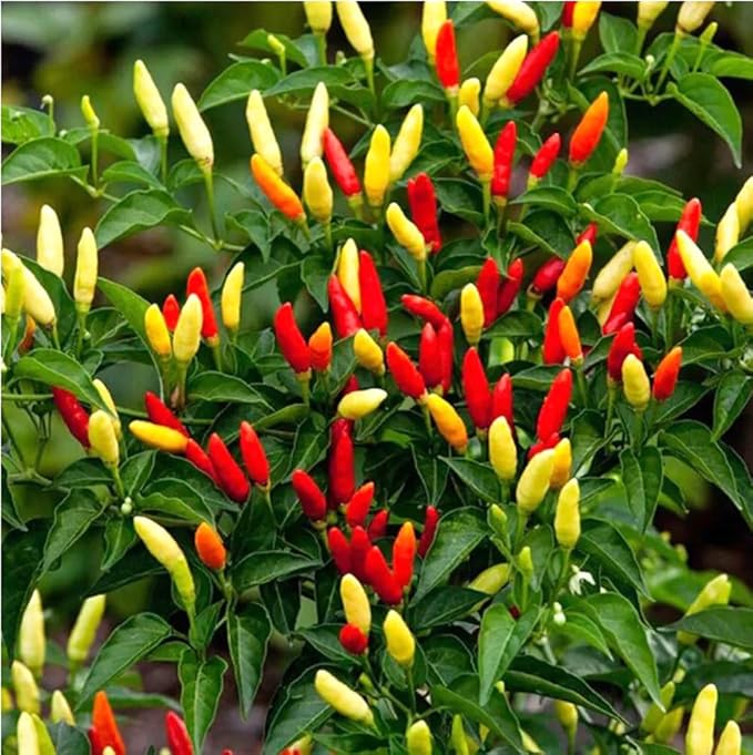 100PCS Tabasco Pepper Seeds Non-GMO Heirloom Seeds