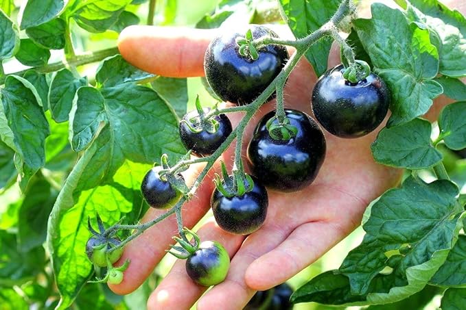 Black Tomato Seeds for Planting 20+ Seeds