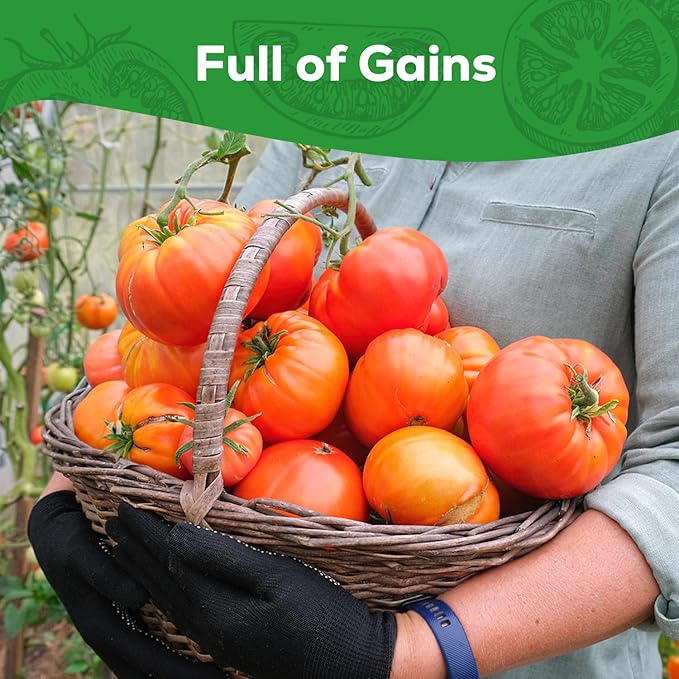 Beefsteak Tomato Seeds for Planting - Non-GMO, Heirloom - 200 Indeterminate Tomato Seeds, Vegetable Seed Packet with Instructions for Planting Home Garden Indoor & Outdoor