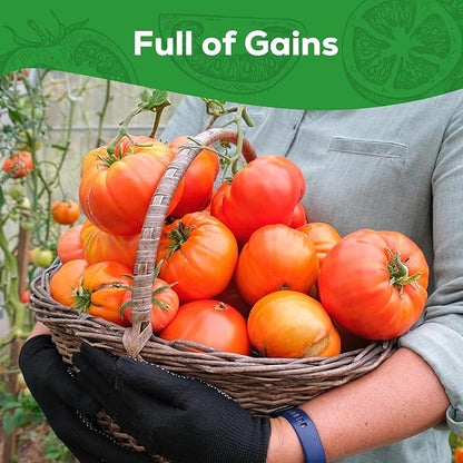 Beefsteak Tomato Seeds for Planting - Non-GMO, Heirloom - 200 Indeterminate Tomato Seeds, Vegetable Seed Packet with Instructions for Planting Home Garden Indoor & Outdoor