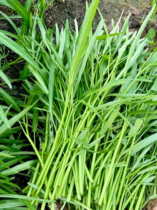 1000+ Organic Water Spinach Seeds – Kangkong, Ong Choy, Rau Muong – Heirloom, Non-GMO, USA Grown - Asian Vegetable Seeds for Home Garden or Backyard Planting