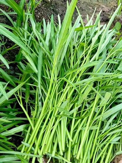 1000+ Organic Water Spinach Seeds – Kangkong, Ong Choy, Rau Muong – Heirloom, Non-GMO, USA Grown - Asian Vegetable Seeds for Home Garden or Backyard Planting
