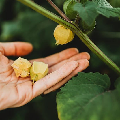 Aunt Molly's Ground Cherry - 50 Seeds - Heirloom & Open-Pollinated Variety, Non-GMO Ground Cherry Seeds for Planting in The Home Garden, Thresh Seed Company