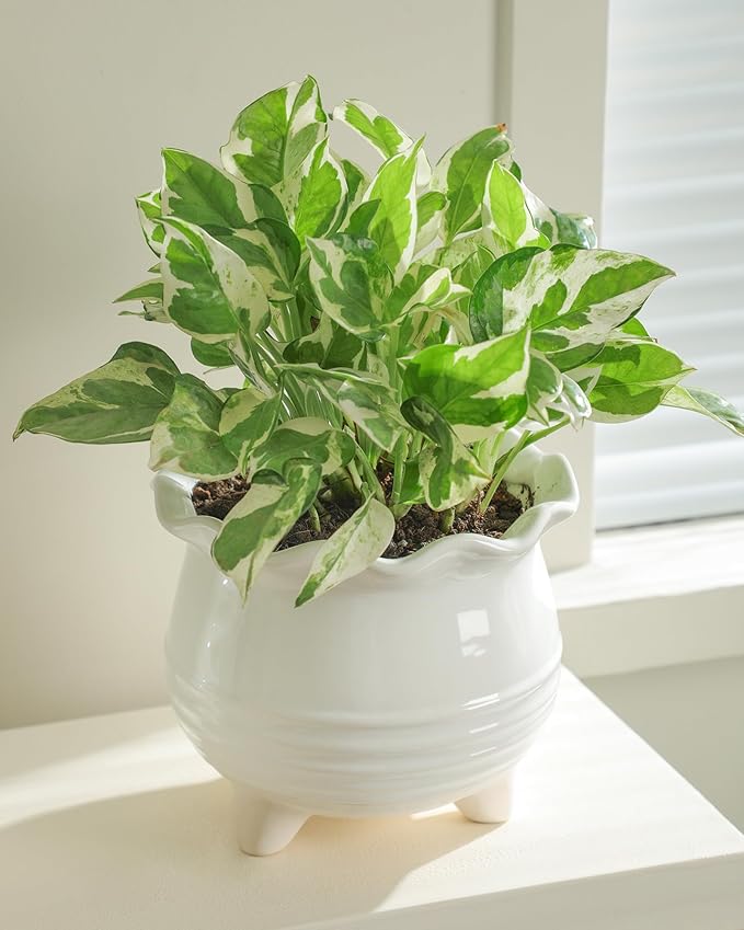 Ceramic Planter, 2 Piece Ceramic Planter Set with Drainage Hole for Home and Office, Indoor Plant Potting, Suitable for Succulents, Bonsai, Snake Grass and Money Tree, etc. (White)