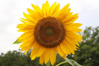 Mammoth Sunflower Seeds for Planting - Grow Giant Sun Flowers in Your Garden - 50 Non GMO Heirloom Seeds - Full Planting Instructions for Easy Grow - Great Gardening Gifts (5 Packets)