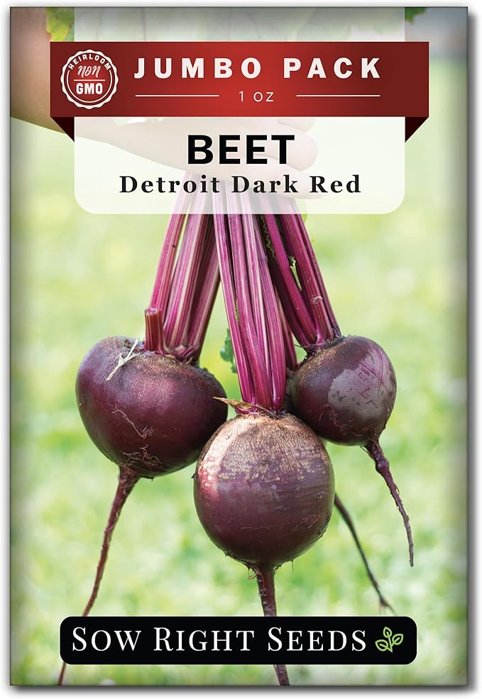 Sow Right Seeds - Bulk Detroit Dark Red Beet Seeds for Planting - 1 Ounce, 1600 Seeds - Non-GMO Heirloom Jumbo Pack with Instructions to Grow an Outdoor Home Vegetable Garden - Always Have Beets