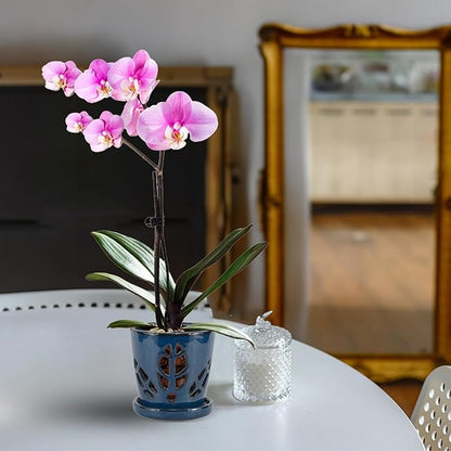 W&W Orchid Pot with Holes and Saucer for Repotting, Blue, 5.5 Inch