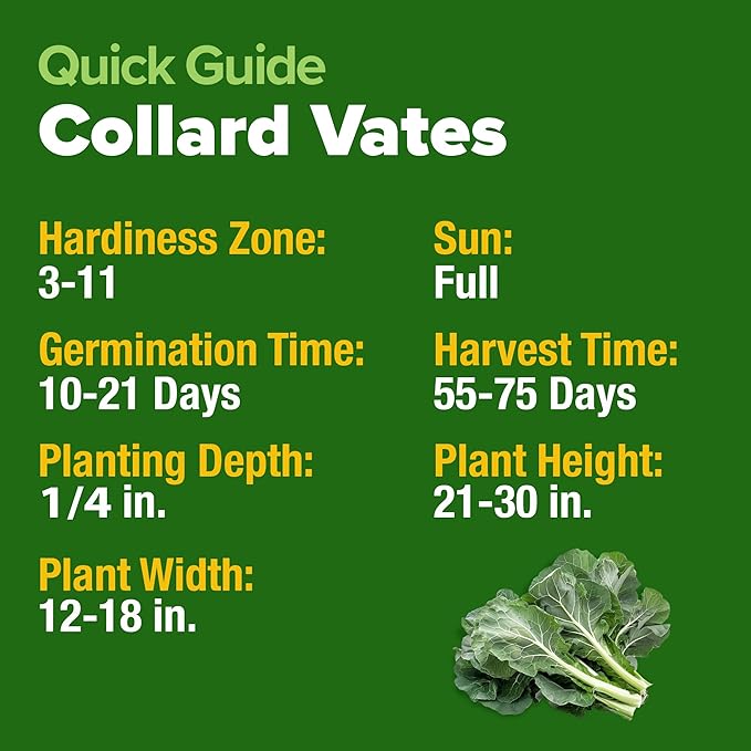 HOME GROWN Non GMO Collard Green Seeds - 300 Seeds for Fall Planting - High Germination Heirloom Vegetable Seeds, Vates Collard Greens Seed Pack (Brassica oleracea)