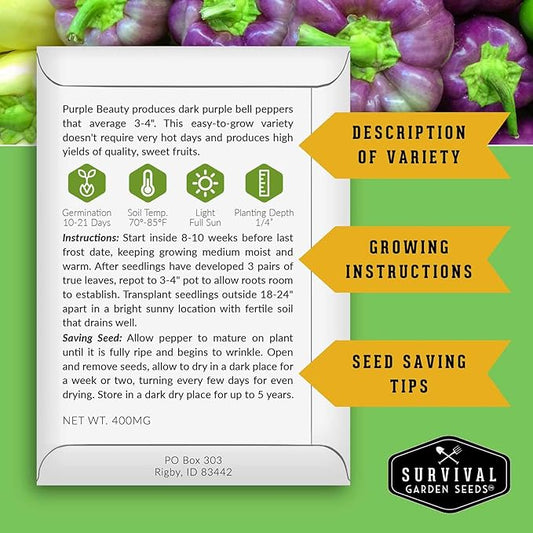 Purple Beauty Bell Pepper Seeds for Planting | Heirloom Sweet Purple Bell Peppers for Home Gardens – Non-GMO Open-Pollinated – Survival Garden Seeds (1 Pack)