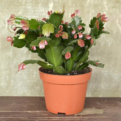 Christmas Cactus Potting Soil Mix 1qt, Ideal for Succulents, Christmas Cacti, and Other Indoor Potted Plantings