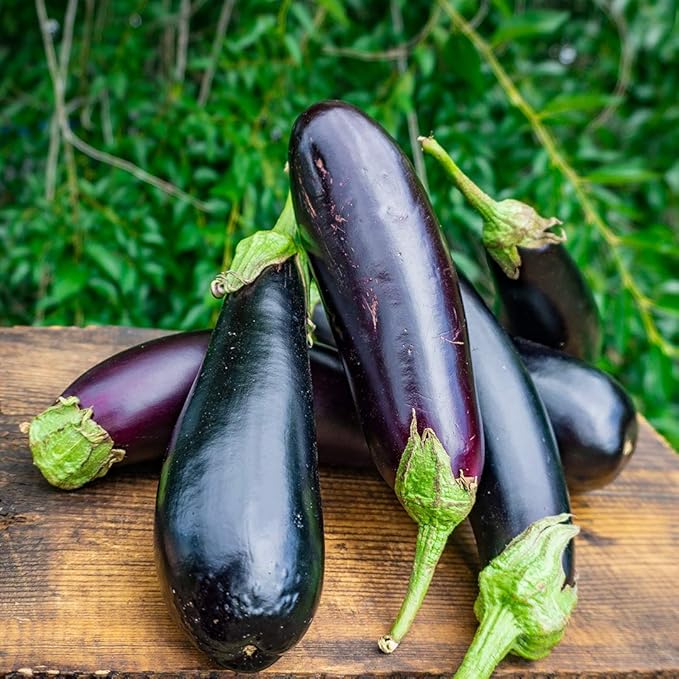 Seeds Vegetable Black Eggplant Long Pop - 30 Seeds