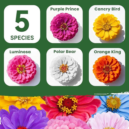 1000+ Zinnia Seeds Flower Seeds for 2026 Planting, 0.35 Oz, 5 Varieties (Pink, Yellow, Orange, White, Purple), 10G Mixed Colors and Large Blooms, Open Pollinated - Bulk (0.35 Ounce Pouch)