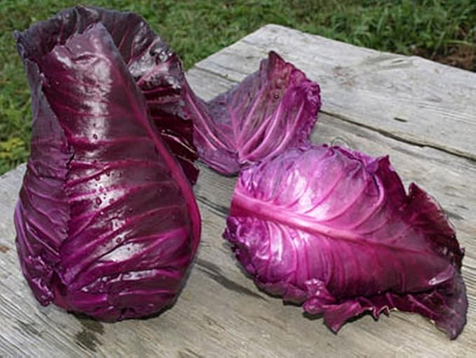 Seeds Red Kalibos Cabbage Giant Non GMO Vegetable for Planting