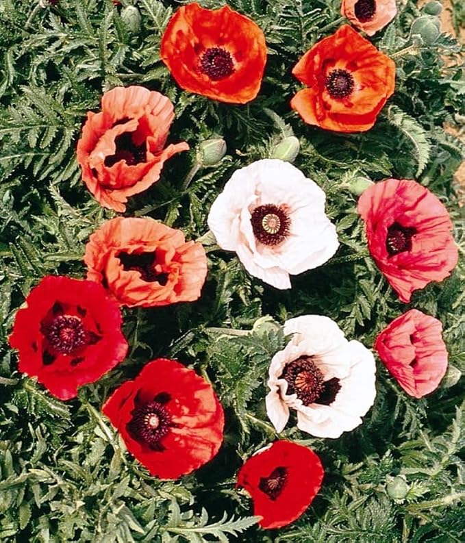 Seeds Oriental Poppy Mix Papaver Perennial Flowers for Planting 1000 Seeds