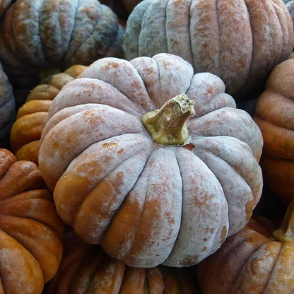 Eden Brothers Pumpkin Seeds - Musquee de Provence Non-GMO Seeds for Planting, 1 Ounce | High-Yielding, Fast Growing Vegetable Seeds, Plant During Warm Season, Zones 3, 4, 5, 6, 7, 8, 9, 10